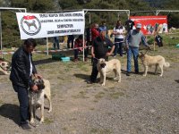 Karşıyaka’da ''Yerli Köpek Irkları Çalıştayı'' yapıldı
