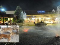 Karşıyakalılar yemeklerini can dostlarla paylaşacak