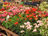 Karşıyaka'nın çiçek kokulu festivali başladı