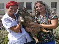 Karşıyaka’nın Obez kedisi diyette