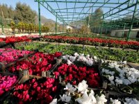 Karşıyaka'nın parklarını 300bin çiçek süsleyecek