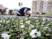Karşıyaka’ya kış çiçekleri…