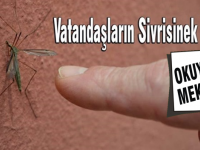 Karşıyaka'yı sivrisinekler istila etti...