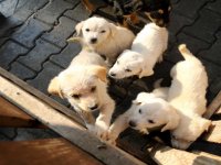 Kent A.Ş restoranlarının artık yemekleri barınağa gidiyor...