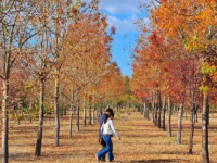 Kent Ormanı sonbahar renklerine büründü