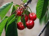 Kiraz ihracatı yüz güldürdü