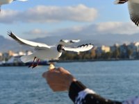 Kocaoğlu: Körfezle barıştık