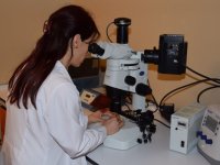 Kök hücre tedavisiyle körlüğe çare aranacak