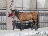 Konak'ta at eti operasyonu