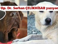 Köpek öldürme=Mala zarar verme! 