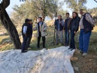Köylüler ile zeytin silkeleyip topladılar