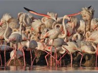 Kuş Cenneti'nde 6 bin filamingo yavrusu