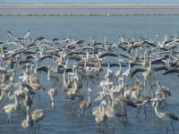 Kuş Cenneti'nin farkı...