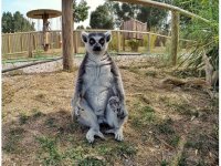 Lemur ve mirketlerden ilginç pozlar...