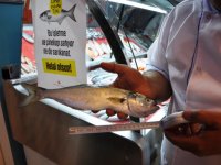 Lüfer koruma kampanyasına Aliağa'dan destek