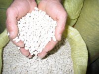 Noyanbey Fasulye Çeşidi, İzmirli Üreticilerin Güvenini Kazandı