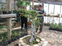 Organik ağaç gübresiyle sakız fidanı diktiler