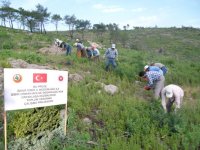 Ormanda 8 bin kişiye iş umudu