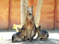 Patagonya tavşanı ailesinde ikiz sevinci...