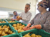 Patates üreticisine bir destek de Büyükşehir'den