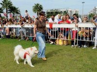 Pati Festivali için geri sayım başladı