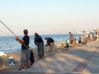 Körfezde çipura bolluğu...