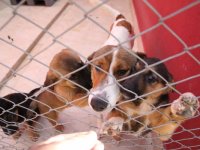 Örnekköy Geçici Köpek Bakımevi ve Rehabilitasyon Merkezi yenilendi