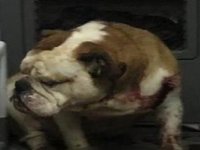 Sahipli Bulldog, önce çiçekçiyi, sonra doktoru ısırdı…