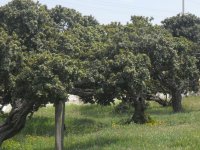 Sakız ağacı için İzmir'de 20bin hektar alan