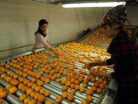 Seferihisar mandalinası Avrupa Birliği'nde