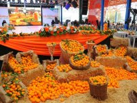 Seferihisar'da Mandalina Şenliği