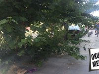 Şehitler Bulvarı'ndaki dut ağaçlarının dalları geçit vermiyor...