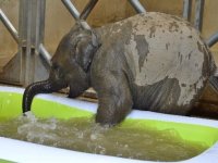 Sevimli Fil Deniz'in İlk Banyo Keyfi