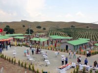 Sokak hayvanlarına beş yıldızlı yuva