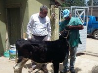 ''Süt, patates, şimdi de hayvanlarda öldürücü hastalık''