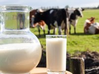 Süt üretimi düşüşte
