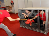 Tasma takıp, kafese kapattılar!..