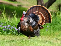 Tavuk etine talep düştü, vatandaş hindiye yöneliyor