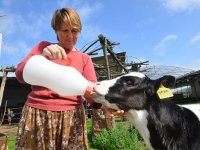 TİRE'DE SÜT ÜRETİMİ YÜZDE 440 ARTTI