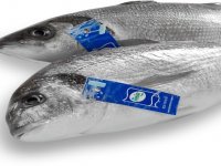 Türkiye’nin ilk sürdürülebilir akuakültür tesisi Pınar Balık