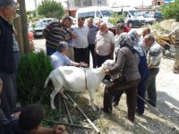 Urla’da Sakız Koyunu yaygınlaştırma çalışmaları 