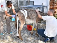 Yaralar Doğal Yaşam Parkı'nda sarıldı...