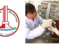 Yaralı baykuşa, Karşıyaka Belediyesi koruması