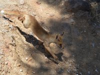 YARALI HAYVANLAR SAĞLIĞINA KAVUŞTU