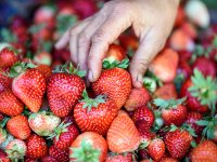 Yarımada çilek kokacak