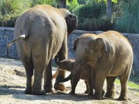 Yavru fil Deniz gökyüzü ile tanıştı