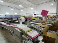 Yumurta ihracatı şaha kalktı