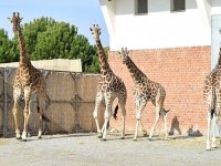 Zarife yalnızlıktan kurtuldu