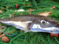 Zehirli balık kanser tedavisinde kullanılıyor