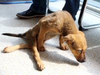 Zeyna'nın yaşam savaşı sıcak yuvaya bağlı